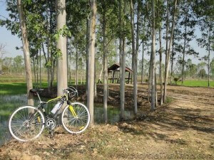 Emerald green canopy of new rice shoots