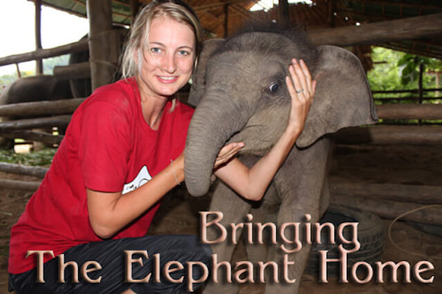 bring-the-elephant-home-pic-1